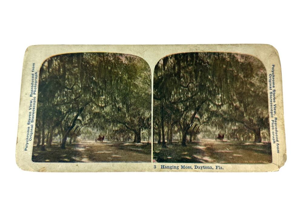 Antique 1905 Stereoview Hanging Moss Daytona Florida HC White Co Polychrome